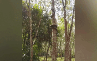 Video: Khoảnh khắc trăn trèo cây thoăn thoắt