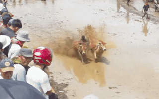 Video: Sôi động đua bò truyền thống Pacu Jawi của Indonesia
