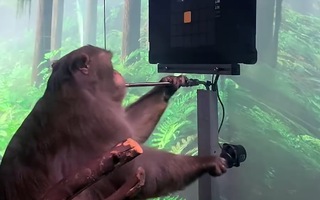 Video: 15/23 con khỉ được cấy chip não Neuralink của tỉ phú Elon Musk đã chết