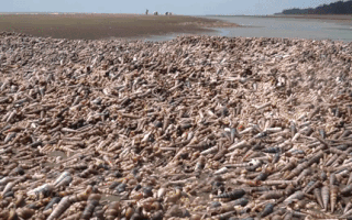 Video: Hàng trăm tấn ốc viết dạt vào bờ biển, người dân rủ nhau đi hốt ‘lộc trời'