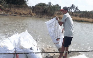 Video: Giá cá tra ở miền Tây tăng mạnh, người nuôi lời 5.000 đồng/kg nhưng vẫn lo