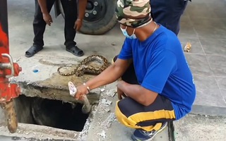 Video: Trăn kẹt cứng ở lỗ nắp cống được giải cứu, thả về tự nhiên