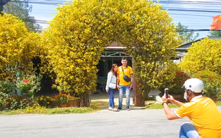 Video: Thỏa thích chụp ảnh Tết với cổng mai vàng độc đáo cao hơn 4 mét