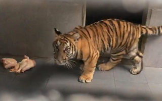 Video: Nghệ An chuyển 7 con hổ Đông Dương vào Vườn quốc gia Phong Nha Kẻ Bàng
