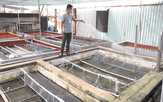 Video: Mê tít kiểu nuôi lươn của một nông dân Trà Vinh, thu lãi 500 triệu đồng mỗi năm
