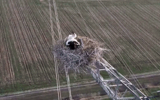Video: Hình ảnh đôi cò trắng sinh con trên trụ điện cao thế