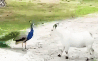 Video: Cuộc chiến hi hữu giữa chim công và dê trắng