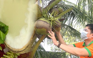 Video: Thêm nhiều sản phẩm chế biến từ trái dừa sáp Trà Vinh