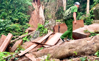 Video: Công an mật phục, bắt quả tang 6 đối tượng cưa xẻ gỗ trái phép trong rừng sâu