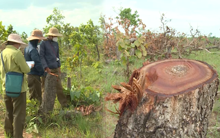 Video: Hiện trường gần 400ha rừng bị tàn phá ở Đắk Lắk