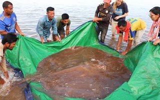 Video: Giải cứu con cá đuối gai độc dài đến 4m, dính câu của ngư dân trên sông Mekong