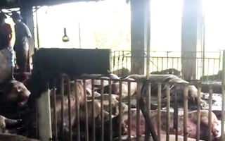 Video: Xác heo nằm la liệt trong trang trại do sét đánh