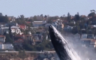 Video: Đã mắt xem cá voi di cư, phóng mình trên biển