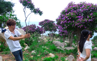 Video: Mê mẩn rừng hoa bằng lăng tím khoe sắc ven biển Ninh Thuận