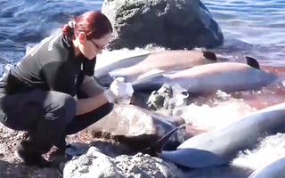 Video: 33 con cá heo chết không rõ nguyên nhân bên bờ biển Mexico