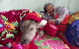 Video: Bà lão 75 tuổi nuôi trâu ngủ chung giường như thú cưng