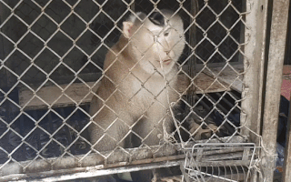 Video: Giao khỉ đuôi lợn quý hiếm đã nuôi 12 năm cho kiểm lâm để thả về rừng
