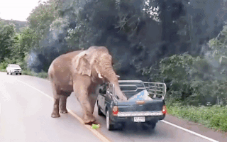 Video: Dùng pháo khói xua đuổi voi rừng chặn xe 'cướp' thức ăn ở Thái Lan