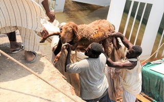 Video: Chìm tàu chở 16.000 con cừu ở Sudan, thiệt hại lên tới 4 triệu USD