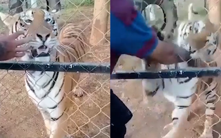Video: Bị hổ Bengal cắn tay kéo vào chuồng, nhân viên vườn thú tử vong