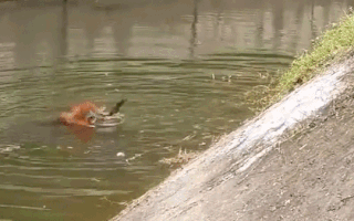 Video: Nhân viên vườn thú ở Phú Quốc cứu đười ươi rơi xuống hồ khi nhặt thức ăn khách ném vào