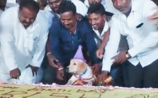 Video: Màn tiệc sinh nhật chó cưng với 4.000 người tham dự gây xôn xao ở Ấn Độ
