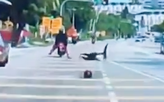Video: Người phụ nữ đang đi xe máy bị dừa rơi trúng đầu bất tỉnh, ngã lăn xuống đường