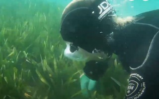 Video: Giải mã sinh vật lớn nhất thế giới ở vịnh Cá Mập