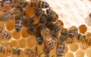 Video: Tòa án ở Mỹ tuyên bố ong nghệ là ‘một loài cá’, cần được bảo vệ