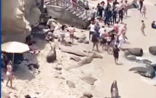 Video: Sư tử biển 'đuổi' du khách chạy tán loạn