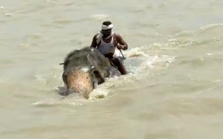 Video: Hồi hộp xem voi 'cõng' người bơi qua sông, cả hai suýt chết vì nước chảy mạnh