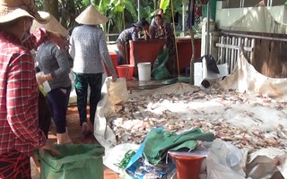 Video: Hàng trăm tấn cá nuôi làng bè Châu Đốc chết bất thường do nguồn nước bị ô nhiễm sinh học