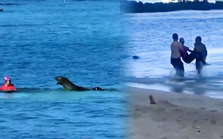 Video: Người phụ nữ bị hải cẩu mới sinh con tấn công 2 lần ở biển Hawaii