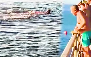 Video: Cá mập tấn công làm 2 nữ du khách tử vong khi bơi ở Biển Đỏ, Ai Cập