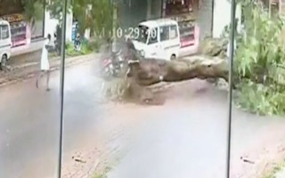 Video: Người đàn ông thoát chết trong gang tấc khi cây xanh bật gốc, ngã ngang đường