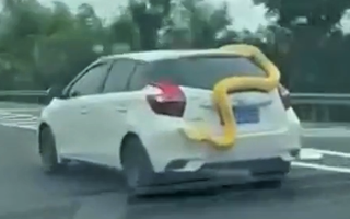 Video: Trăn dài 3m bám nóc ô tô đang chạy trên đường cao tốc