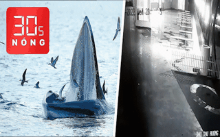 Bản tin 30s Nóng: Xe chở 30 du khách lao xuống bãi biển Phú Quốc; Cá voi xanh săn mồi ở biển Bình Định