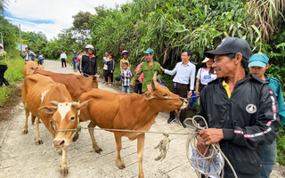 Video: Chương trình ‘Sinh kế hậu COVID-19’ trao bò giống cho hộ nghèo tại miền Trung