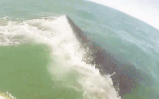 Video: Hai VĐV ‘may mắn’ được chạm trán 5 con cá voi, 1 người bị hất xuống biển