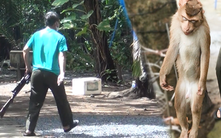 Video: Bắn thuốc mê khỉ đuôi lợn quậy phá trong khuôn viên ngôi chùa ở Nhà Bè