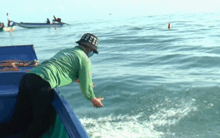 Video: Xem ngư dân miền Tây đánh bắt cá khoai, thu tiền triệu mỗi ngày