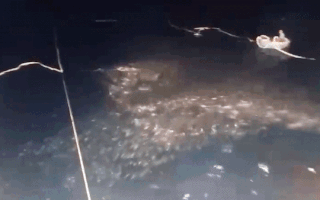 Video: Ngư dân Quảng Bình trúng mẻ cá nục gần 250 tấn, bán được 2,4 tỉ