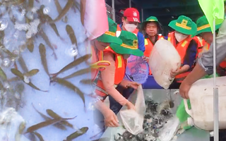 Video: Thả 5 tấn cá hô, mè hôi, tra dầu… ra sông để tái tạo nguồn lợi thủy sản