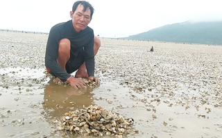 Video: Ngao nuôi ven biển Hà Tĩnh chết trắng bãi, hiện chưa rõ nguyên nhân