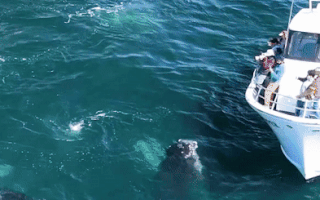 Video: Khoảnh khắc 3 con cá voi lưng gù 'nhảy múa' trước mặt nhóm du khách tại vịnh Monterey