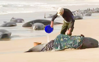 Video: Người dân đắp chăn, xối nước cứu hàng trăm con cá voi hoa tiêu dạt vào bờ biển