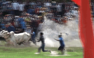 Video: Đã mắt xem đua bò Bảy Núi dịp lễ Sene Dolta ở An Giang