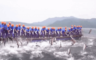 Video: Người dân bắt được gần 80 tấn cá ở hồ Vạn Đảo của Trung Quốc