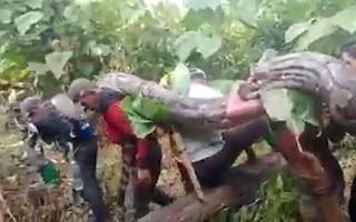 Video: Dân làng vây bắt con trăn 130kg, tám người mới khiêng được ra khỏi rừng