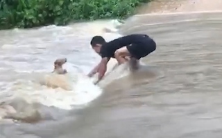 Video: Chó cưng được chủ cứu mạng giữa dòng nước xiết